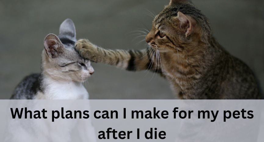 You are currently viewing What plans can I make for my pets after I die?